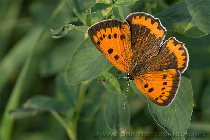 Lycaena phleas ? - No, Lycaena dispar